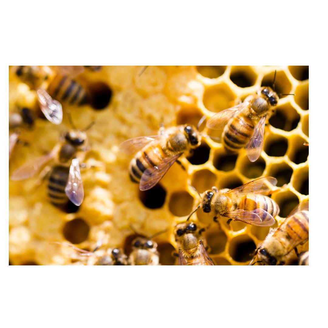 3 Kg Raw Honey